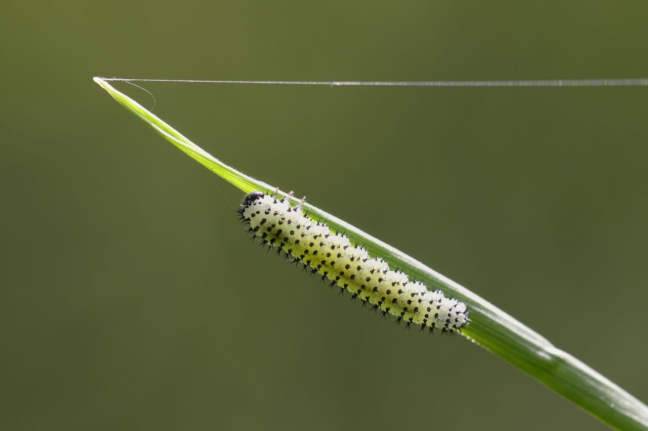 Larva di periclista sp. (Tenthredinidae)